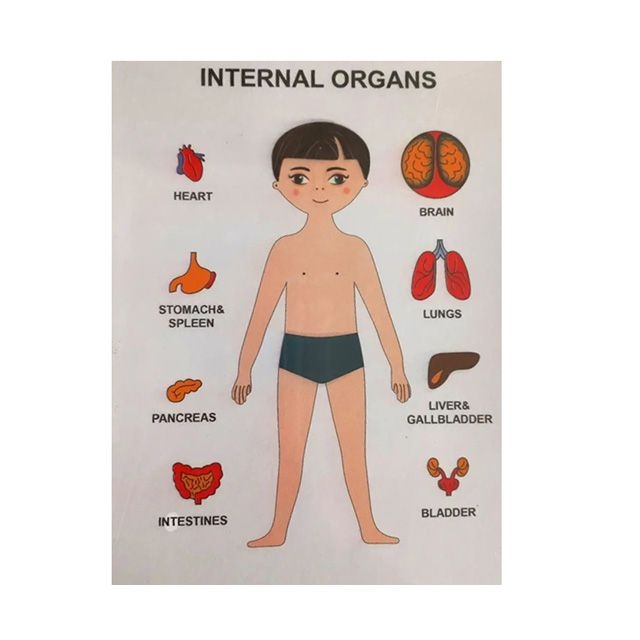 Пазлы обучающие Internal Organs Strateg (30349)